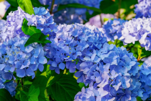 Hortensia bleu
