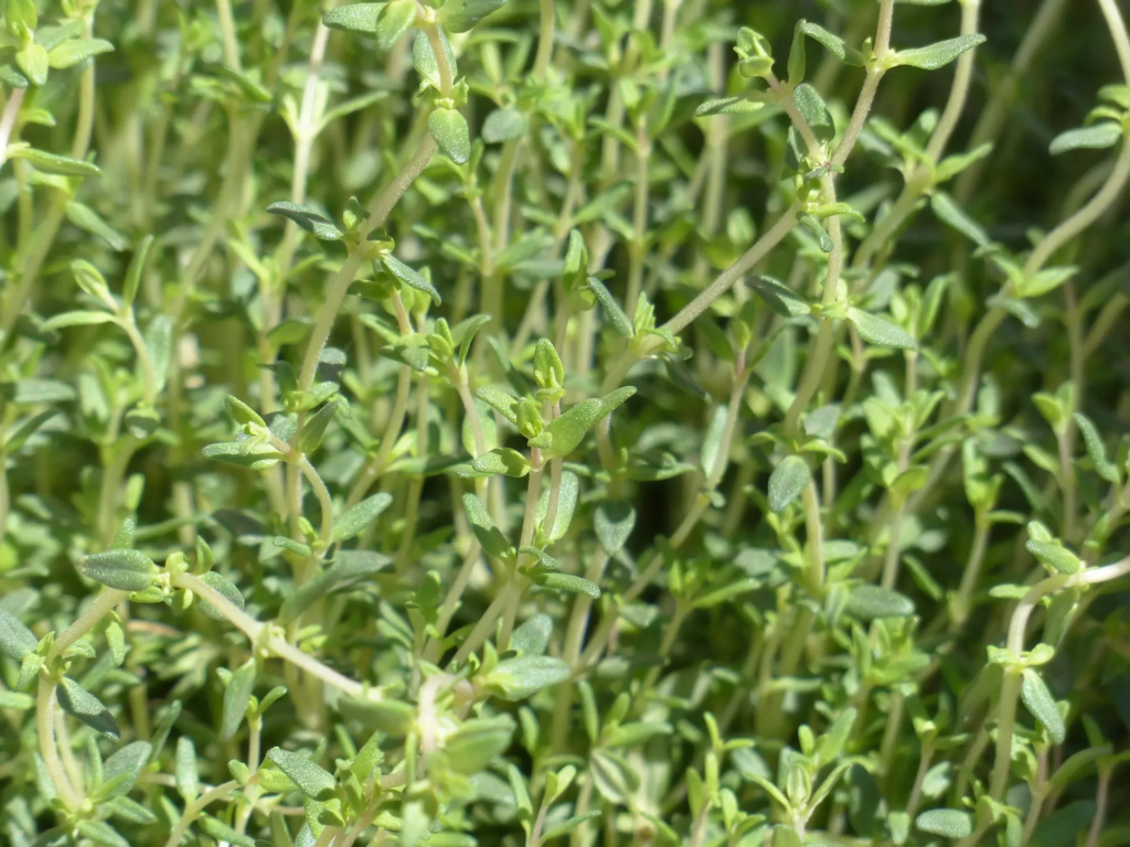 Thym citronné