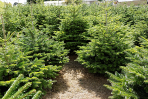 Sapins de Noel