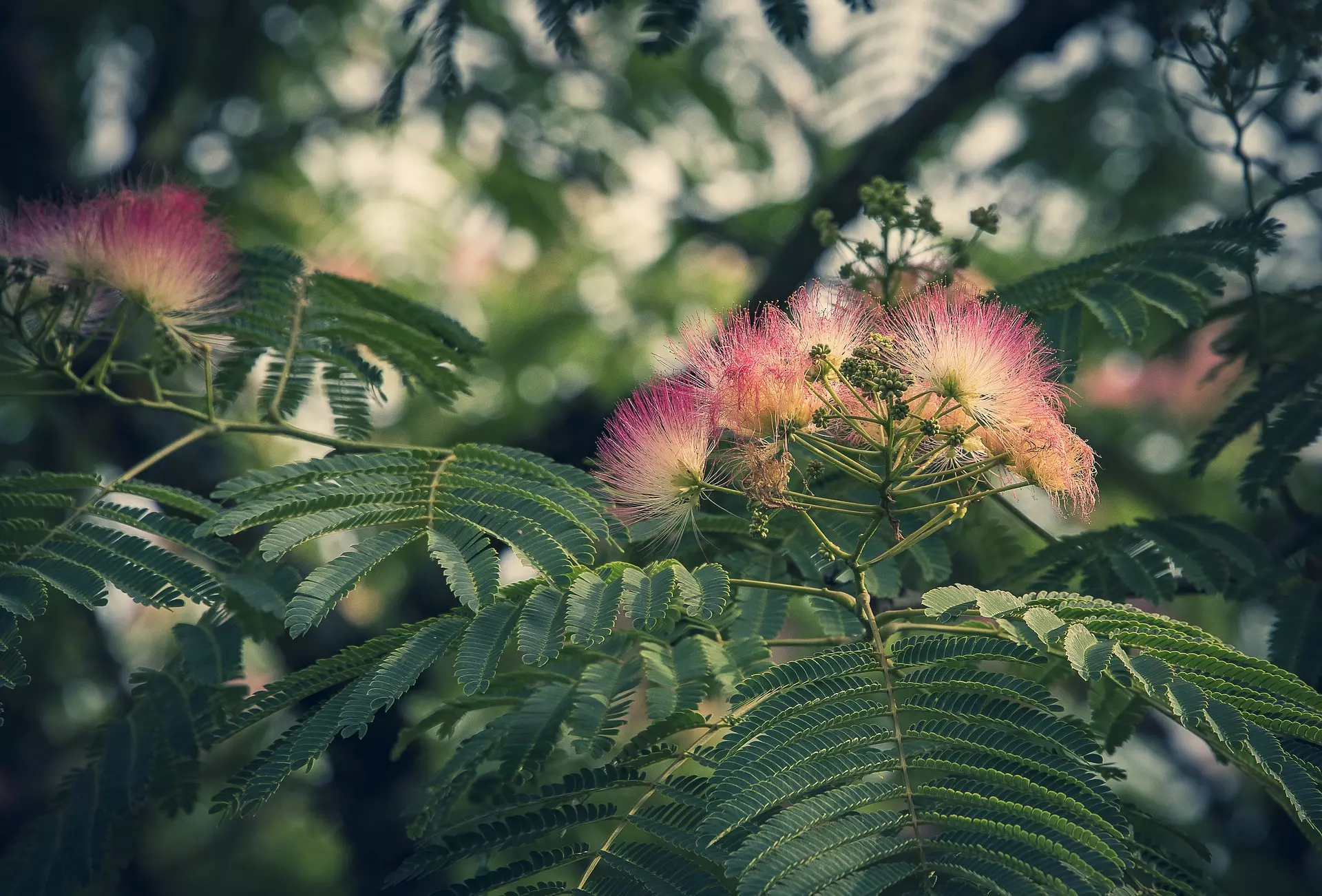 Albizia