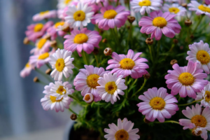 Chrysanthèmes