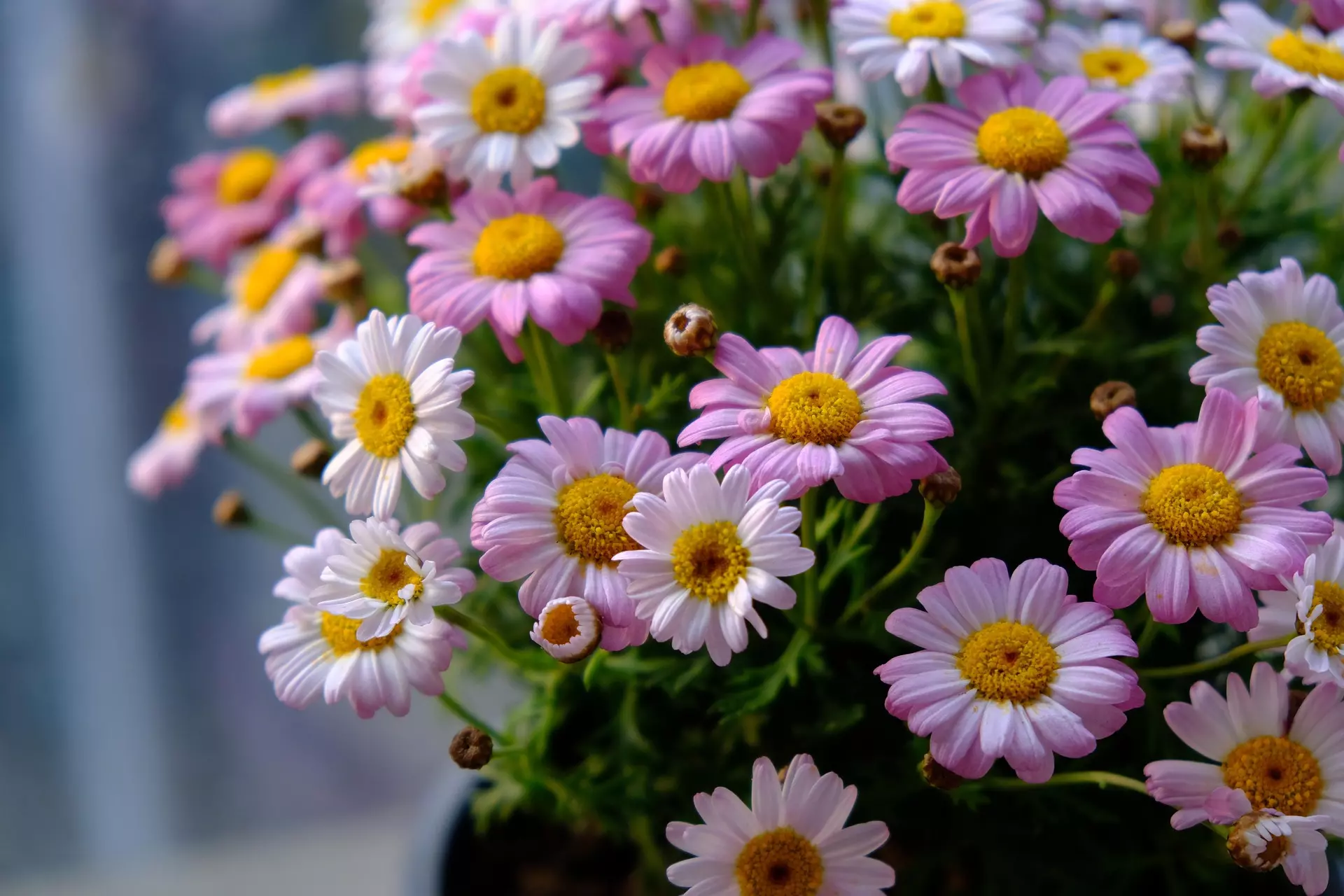 Chrysanthème en pot