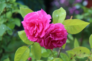 Rosier grimpant